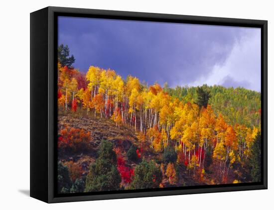 Colorful Aspens in Logan Canyon, Utah, USA-Julie Eggers-Framed Premier Image Canvas