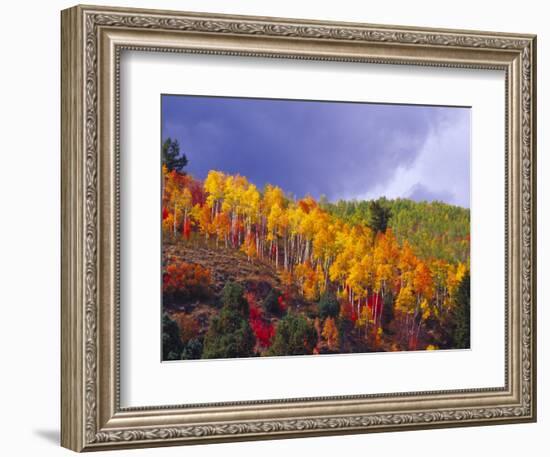 Colorful Aspens in Logan Canyon, Utah, USA-Julie Eggers-Framed Photographic Print