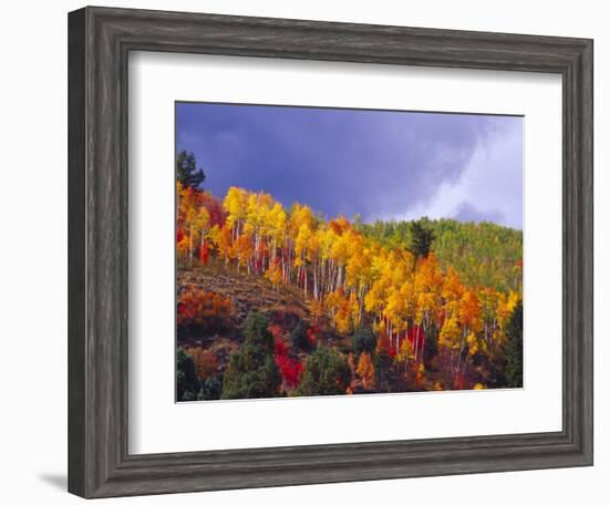 Colorful Aspens in Logan Canyon, Utah, USA-Julie Eggers-Framed Photographic Print