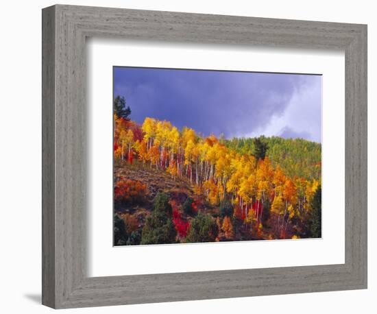 Colorful Aspens in Logan Canyon, Utah, USA-Julie Eggers-Framed Photographic Print