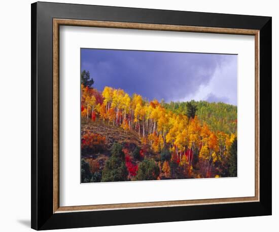 Colorful Aspens in Logan Canyon, Utah, USA-Julie Eggers-Framed Photographic Print