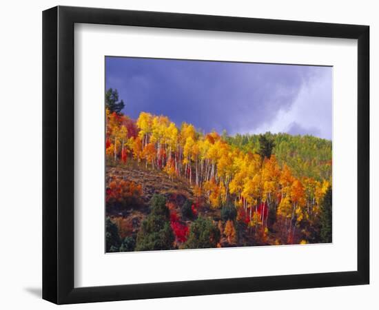 Colorful Aspens in Logan Canyon, Utah, USA-Julie Eggers-Framed Photographic Print