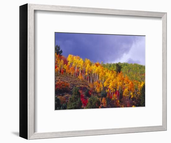 Colorful Aspens in Logan Canyon, Utah, USA-Julie Eggers-Framed Photographic Print