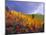 Colorful Aspens in Logan Canyon, Utah, USA-Julie Eggers-Mounted Photographic Print