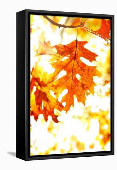 Colorful Autumn Leaves-soupstock-Framed Premier Image Canvas