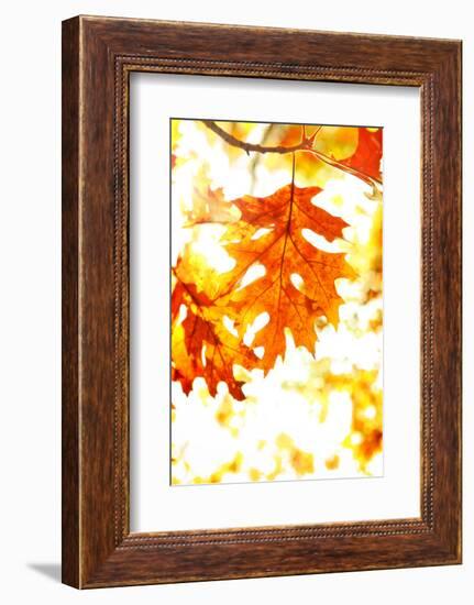 Colorful Autumn Leaves-soupstock-Framed Photographic Print