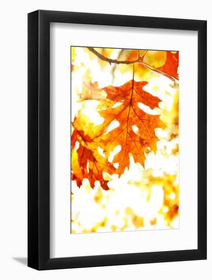 Colorful Autumn Leaves-soupstock-Framed Photographic Print