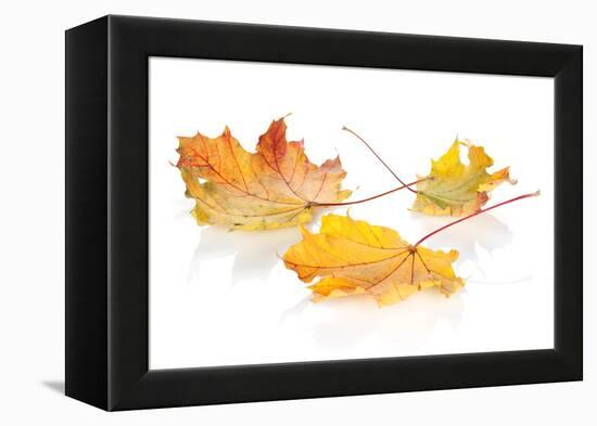 Colorful Autumn Maple Leaves. Isolated on White Background-karandaev-Framed Premier Image Canvas