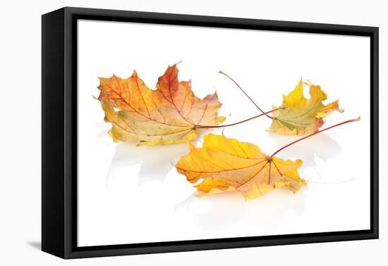 Colorful Autumn Maple Leaves. Isolated on White Background-karandaev-Framed Premier Image Canvas