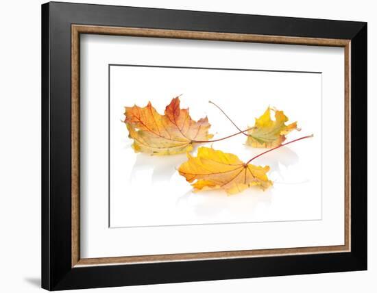 Colorful Autumn Maple Leaves. Isolated on White Background-karandaev-Framed Photographic Print