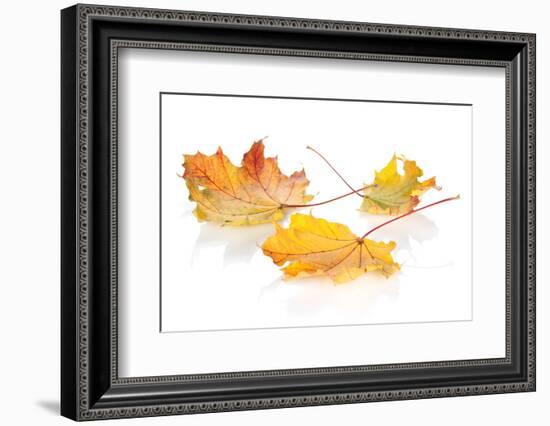 Colorful Autumn Maple Leaves. Isolated on White Background-karandaev-Framed Photographic Print