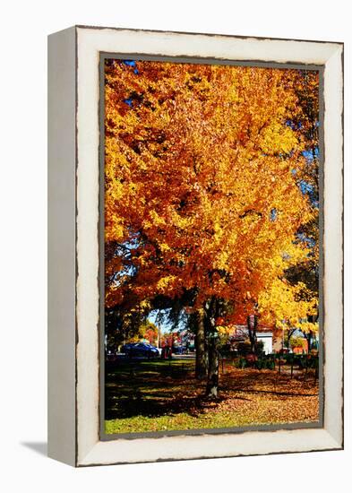 Colorful Autumn Tree-null-Framed Stretched Canvas
