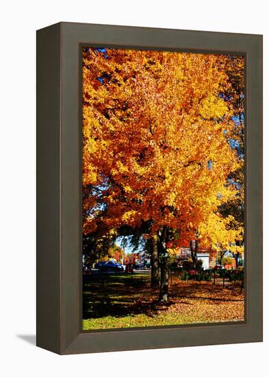 Colorful Autumn Tree-null-Framed Stretched Canvas