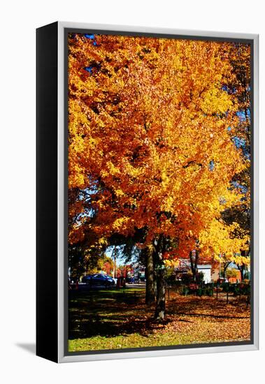 Colorful Autumn Tree-null-Framed Stretched Canvas