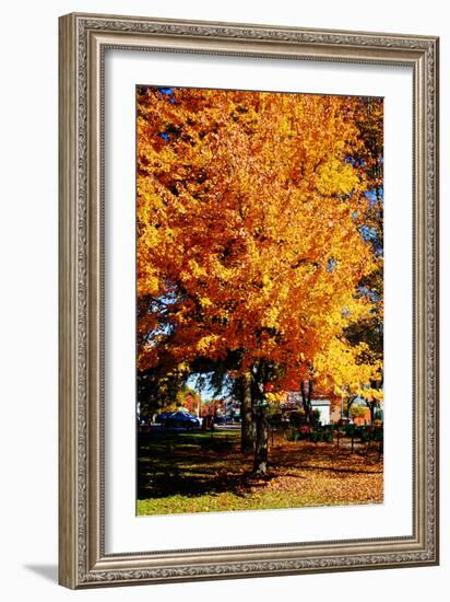 Colorful Autumn Tree-null-Framed Photo