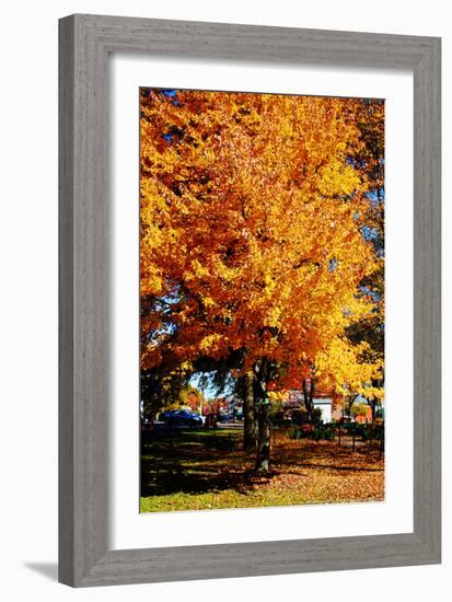 Colorful Autumn Tree-null-Framed Photo
