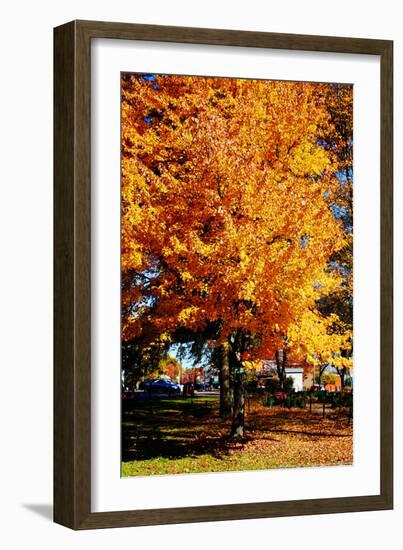 Colorful Autumn Tree-null-Framed Photo