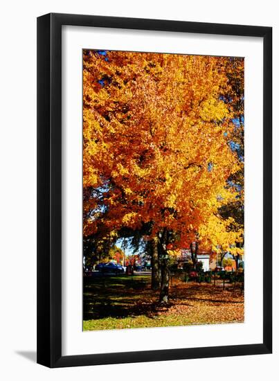 Colorful Autumn Tree-null-Framed Photo