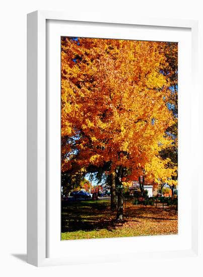 Colorful Autumn Tree-null-Framed Photo