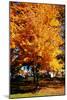 Colorful Autumn Tree-null-Mounted Photo