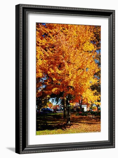 Colorful Autumn Tree-null-Framed Photo