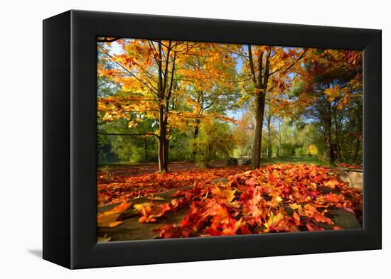 Colorful Autumn-Philippe Sainte-Laudy-Framed Premier Image Canvas