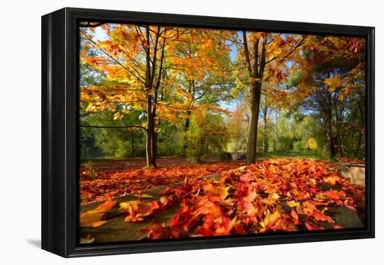 Colorful Autumn-Philippe Sainte-Laudy-Framed Premier Image Canvas