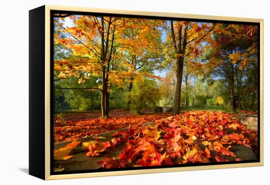 Colorful Autumn-Philippe Sainte-Laudy-Framed Premier Image Canvas