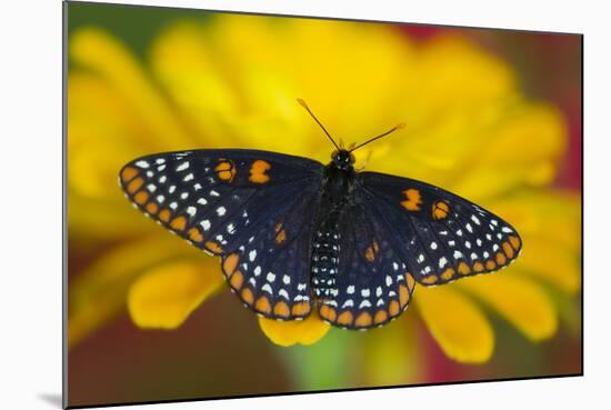 Colorful Baltimore Checkered Spot Butterfly-Darrell Gulin-Mounted Photographic Print