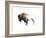 Colorful Bison Dark Brown-Avery Tillmon-Framed Art Print