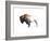 Colorful Bison Dark Brown-Avery Tillmon-Framed Art Print