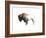 Colorful Bison Dark Brown-Avery Tillmon-Framed Art Print