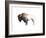 Colorful Bison Dark Brown-Avery Tillmon-Framed Art Print