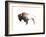 Colorful Bison Dark Brown-Avery Tillmon-Framed Art Print