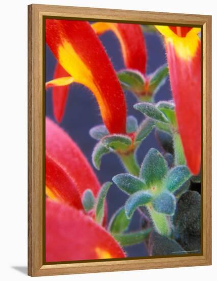 Colorful Blossoms and Leaves, North Carolina, USA-Brent Bergherm-Framed Premier Image Canvas