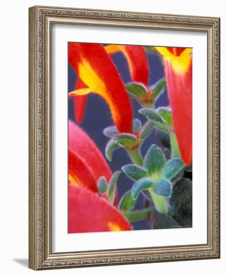 Colorful Blossoms and Leaves, North Carolina, USA-Brent Bergherm-Framed Photographic Print