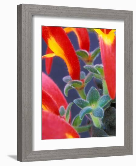 Colorful Blossoms and Leaves, North Carolina, USA-Brent Bergherm-Framed Photographic Print