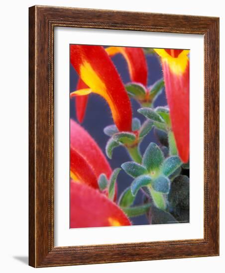 Colorful Blossoms and Leaves, North Carolina, USA-Brent Bergherm-Framed Photographic Print