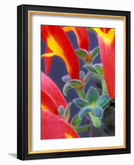 Colorful Blossoms and Leaves, North Carolina, USA-Brent Bergherm-Framed Photographic Print