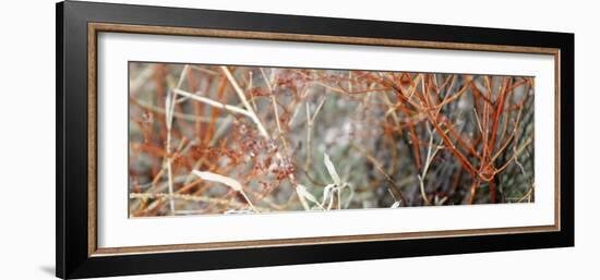 Colorful Brush-Nicole Katano-Framed Photo