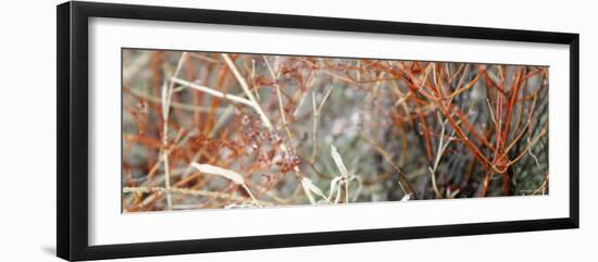 Colorful Brush-Nicole Katano-Framed Photo