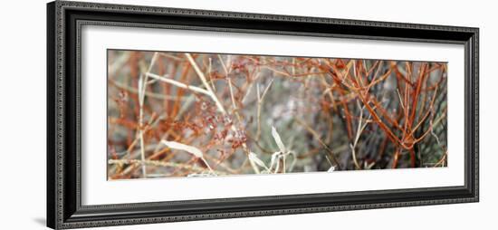 Colorful Brush-Nicole Katano-Framed Photo