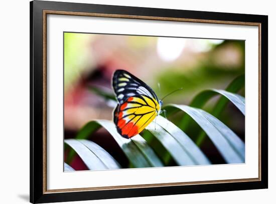 Colorful Butterfly Resting on the Palm Tree Leaf in Thailand.-Rrrainbow-Framed Photographic Print