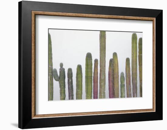 Colorful cactus. Cabo San Lucas, Mexico.-Julien McRoberts-Framed Photographic Print