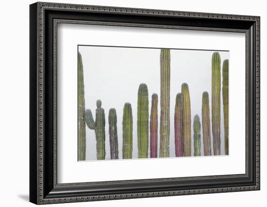 Colorful cactus. Cabo San Lucas, Mexico.-Julien McRoberts-Framed Photographic Print
