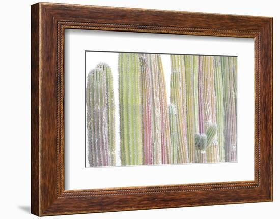 Colorful cactus. Cabo San Lucas, Mexico.-Julien McRoberts-Framed Photographic Print