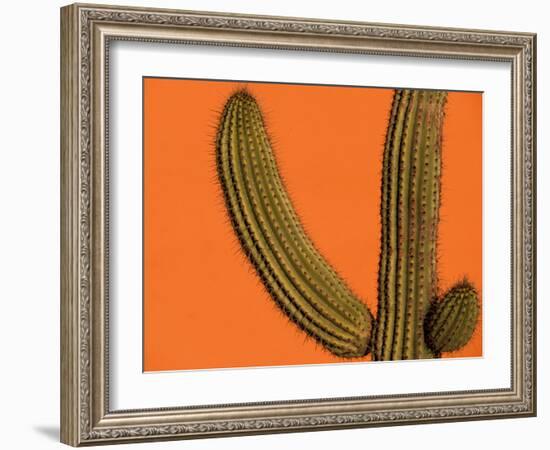 Colorful Cactus Details, Mexico-Walter Bibikow-Framed Photographic Print