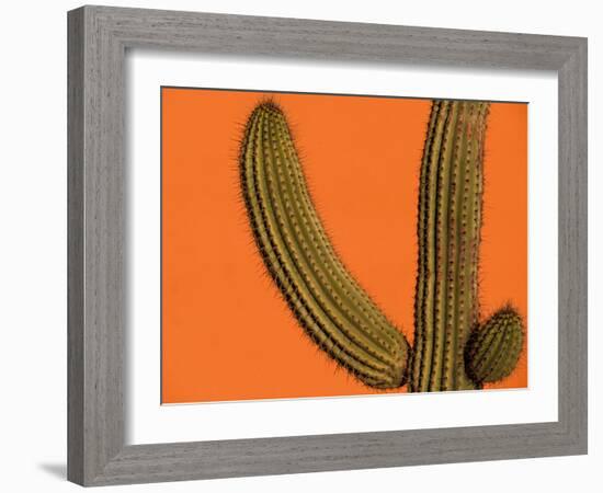 Colorful Cactus Details, Mexico-Walter Bibikow-Framed Photographic Print