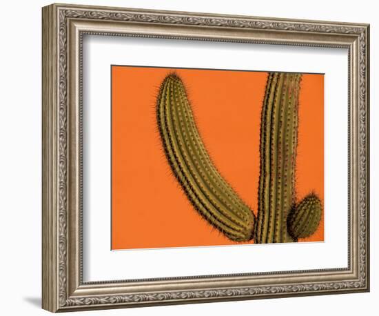 Colorful Cactus Details, Mexico-Walter Bibikow-Framed Photographic Print