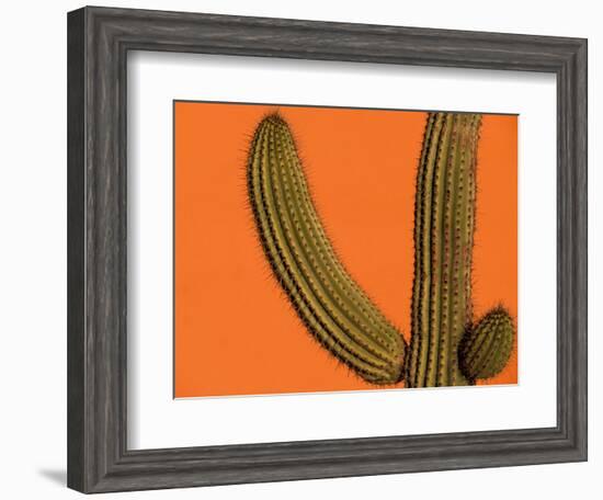 Colorful Cactus Details, Mexico-Walter Bibikow-Framed Photographic Print